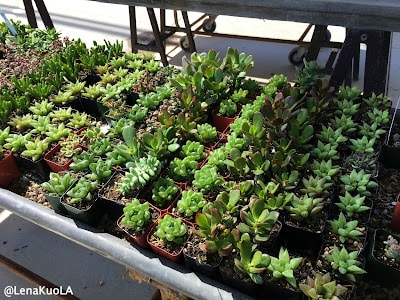 ｜旅遊-舊金山｜ 舊金山 四大天王咖啡之一：Ritual Coffee 花園店- Flora Grubb Gardens